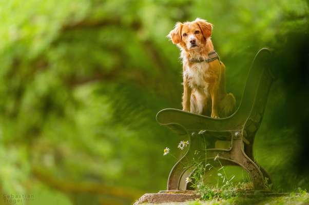 Zeigt mal die schönsten Bilder von euren Hunden !-Beitrag-Bild