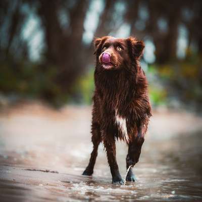 Tierfotografen-Hundefotografie Tröger-Bild