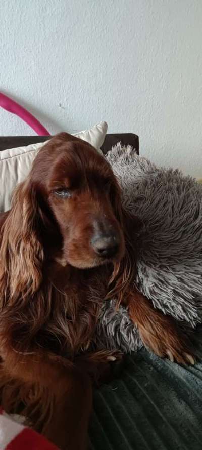 Irisch setter-Beitrag-Bild