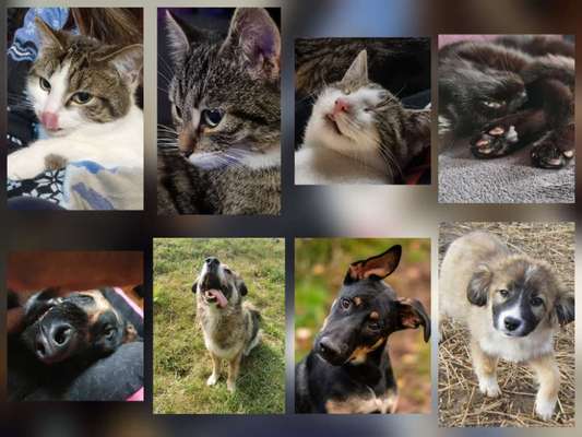 Zeigt mir die tollste Nahaufnahme von eurer Fellnase-Beitrag-Bild