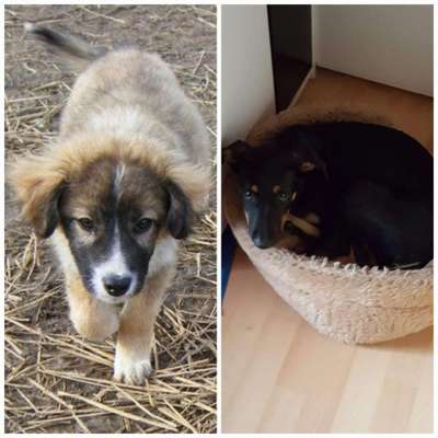 Welpen Bilder !-Beitrag-Bild