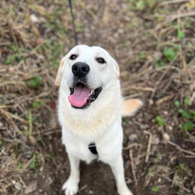 Hundetreffen-Gemeinsames Gassi gehen-Bild