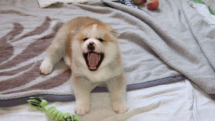 Dogorama Photo Challenge - Dein Hund beim Gähnen-Beitrag-Bild