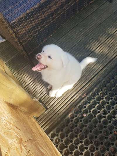 Tongue Out Tuesday-Beitrag-Bild