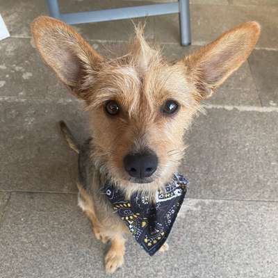 Hundetreffen-Gassirunde mit Spielen-Bild