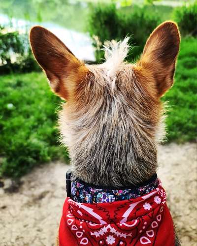 Dogorama Photo Challenge - Details Ganz nah-Beitrag-Bild