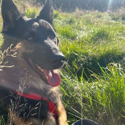 Hundetreffen-G-Bild