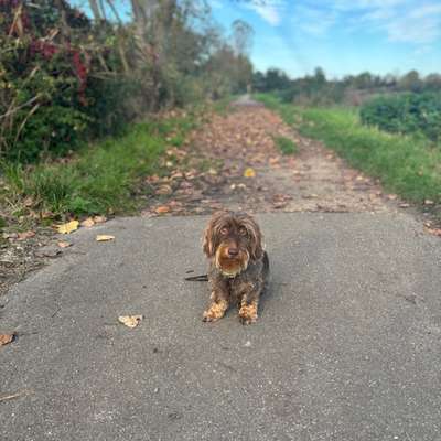 Hundetreffen-Gassi gehen-Bild