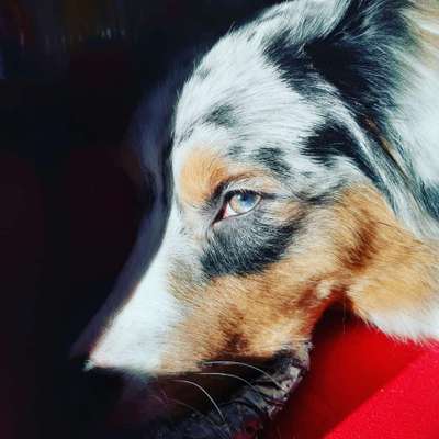 CHALLENGE NR. 19 - Der Hundeblick-Beitrag-Bild