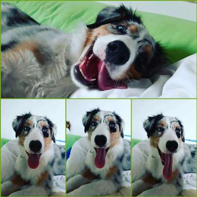 Lustigsten Grimassen von euren Hunden-Beitrag-Bild