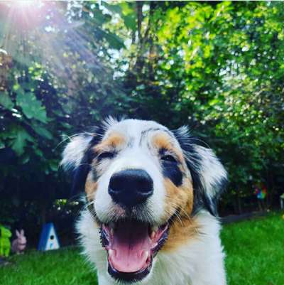 Lustigsten Grimassen von euren Hunden-Beitrag-Bild