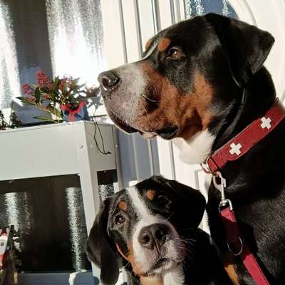 Hundetreffen-Große Hunde zum spielen gesucht-Profilbild