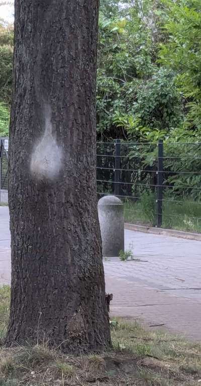 Giftköder-Eichenprozessionsspinnernest am Baum-Bild