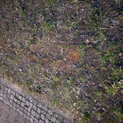 Giftköder-Rattengift auf den Boden.-Bild