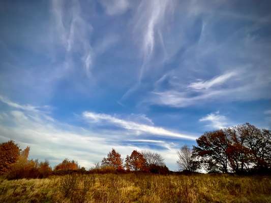 Hundeauslaufgebiet-Kalwes-Bild