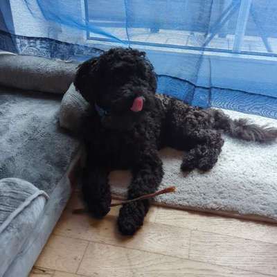 Hundetreffen-Spieltreffen kleine Welpen/Junghunde-Bild