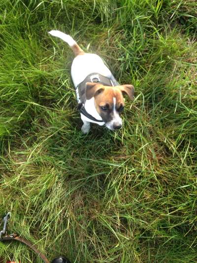 Challenge 23 : "  Euer Hund beim Frühlingserwachen "-Beitrag-Bild