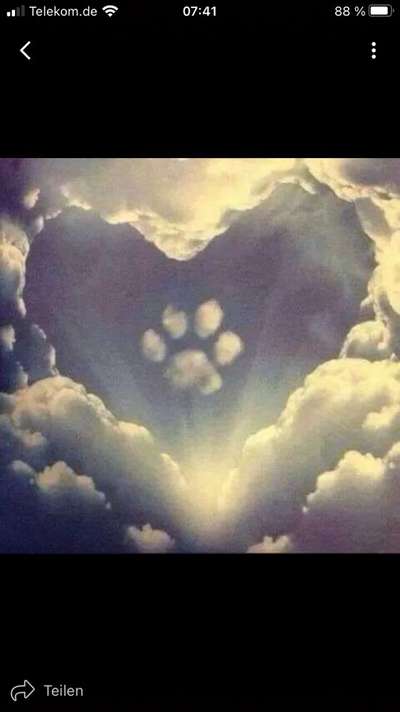 Die Dogorama Kalender Challenge 4/4-Beitrag-Bild