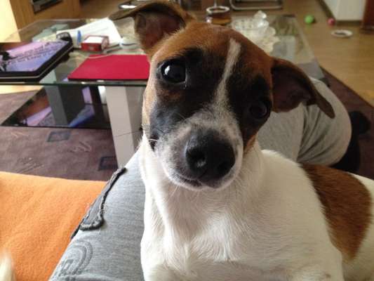 Hunde sind die beste Medizin-Beitrag-Bild