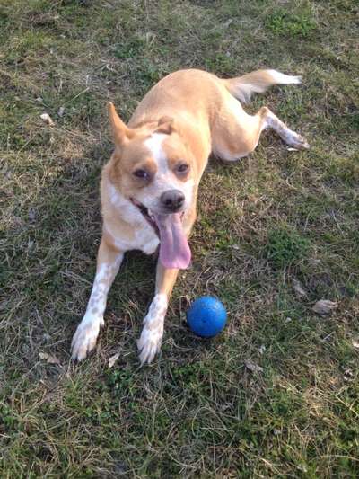 Die Dogorama Wochen Challenge-Beitrag-Bild