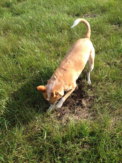 Challenge 23 : "  Euer Hund beim Frühlingserwachen "-Beitrag-Bild