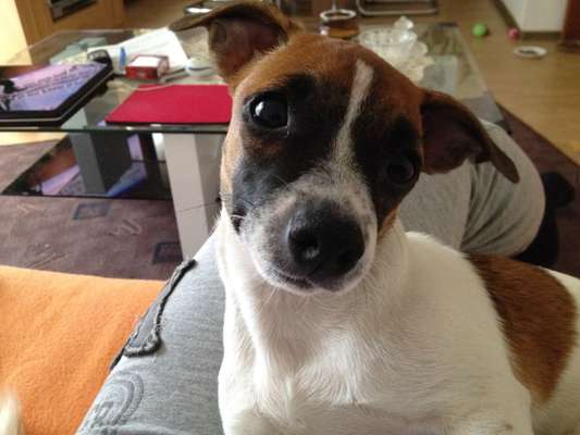 Zeigt mal die schönsten Bilder von euren Hunden !-Beitrag-Bild