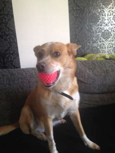 Dogorama Photo Challenge - Be my valentine-Beitrag-Bild