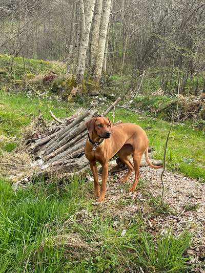 Rhodesian Ridgeback-Beitrag-Bild