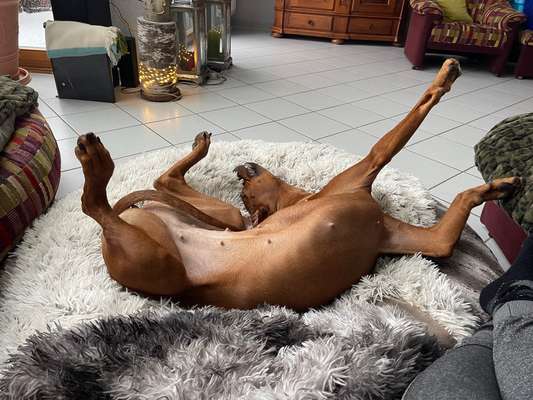 Rhodesian Ridgeback-Beitrag-Bild
