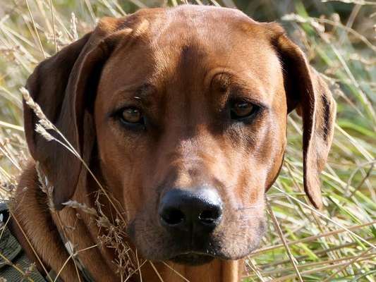 Rhodesian Ridgeback-Beitrag-Bild