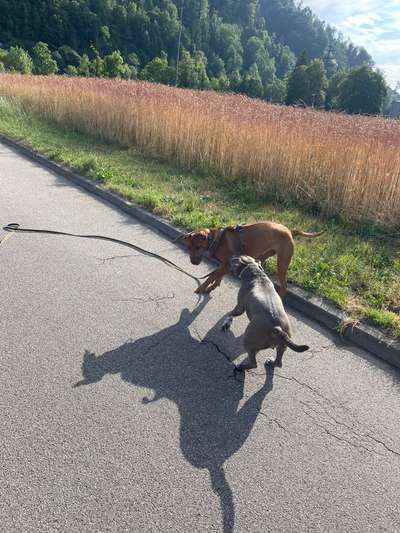 Welche Rasse???-Beitrag-Bild