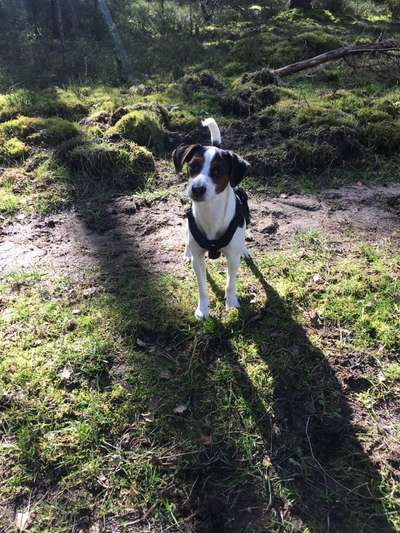 Dansky (Dansk-Svensk Gårdshund)-Beitrag-Bild