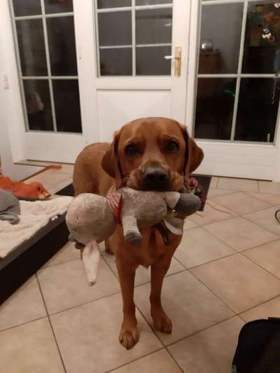 Labradorfans-Beitrag-Bild