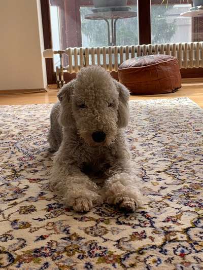Bedlington Terrier-Beitrag-Bild