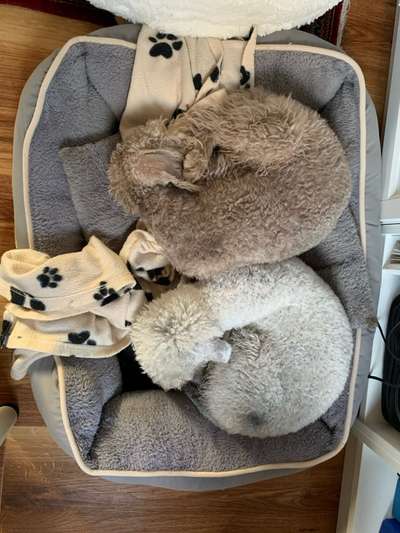 Bedlington Terrier-Beitrag-Bild