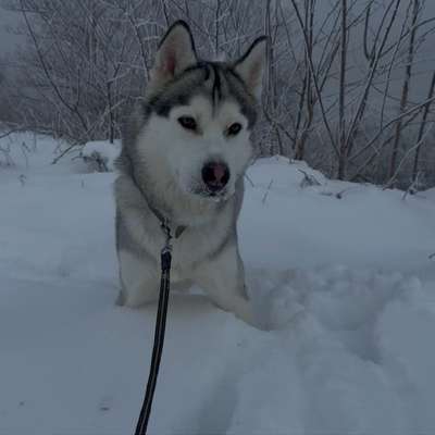 Hundetreffen-Kairo sucht Friends-Bild