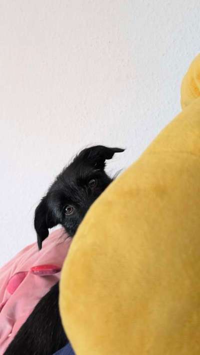 Hundetreffen-Hundefreund(in) gesucht!-Bild