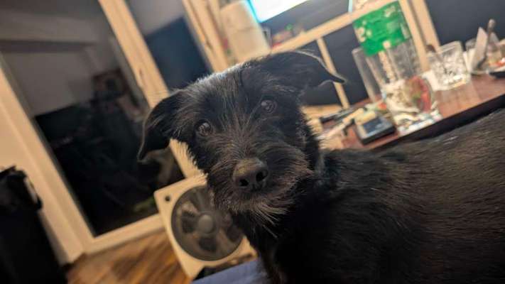 Hundetreffen-Social Walks und mehr✨-Bild