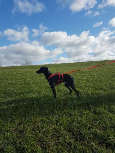 Ausbruchsicheres Geschirr-Beitrag-Bild