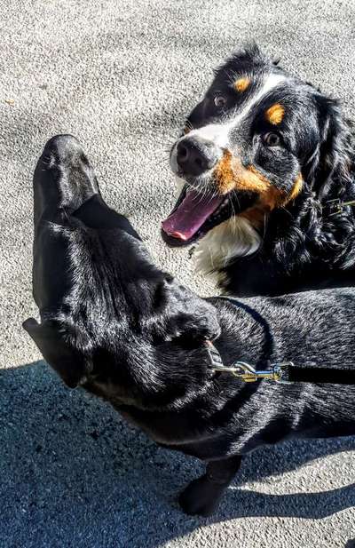 Zeige das lustigste Bild eures Hundis-Beitrag-Bild