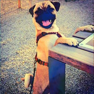 Fotochallenge 124 - Dein Comic-Hund-Beitrag-Bild