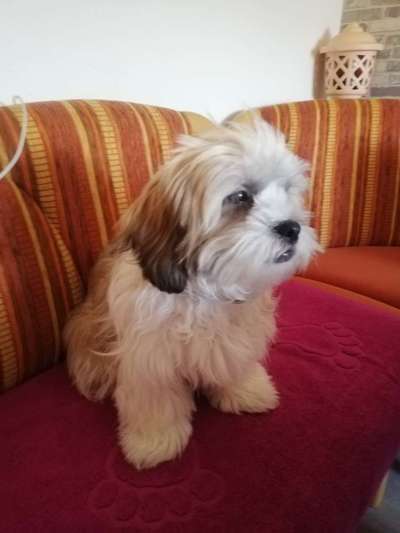 Beißen beim Hochheben/Tragen-Beitrag-Bild