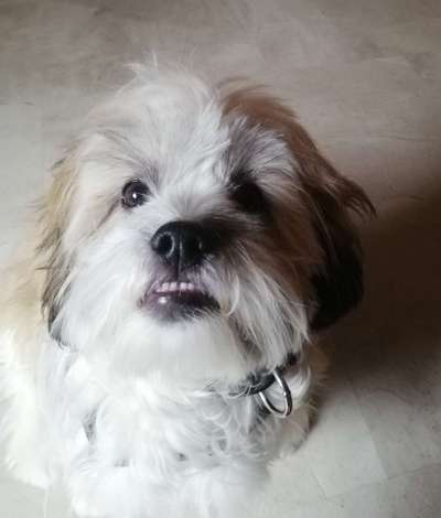 Welpe mit Vorbiss-Beitrag-Bild