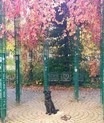 Schnauzer-Beitrag-Bild