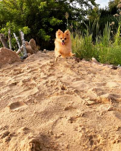 Die Dogorama Kalender Challenge Titelbild-Beitrag-Bild