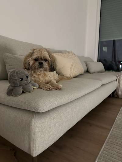 Hundetreffen-Gemeinsames Gassi Gehen (ruhige Hunde/Senioren)-Bild