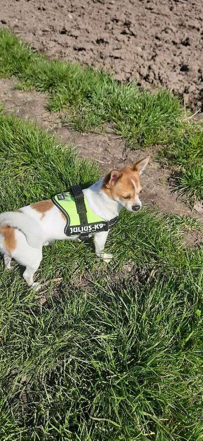 Hundetreffen-Gassirunden u Spiel u Spaß mit den kleinen Hunden 🐕🐕-Bild