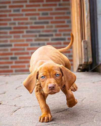 Die Dogorama Kalender Challenge Titelbild-Beitrag-Bild