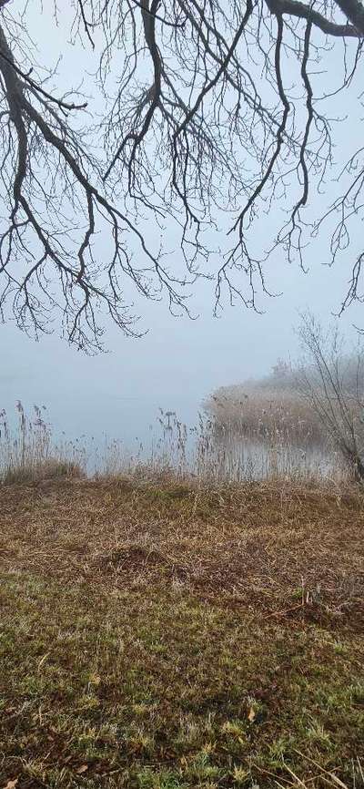 Hundeauslaufgebiet-Maisinger See-Bild