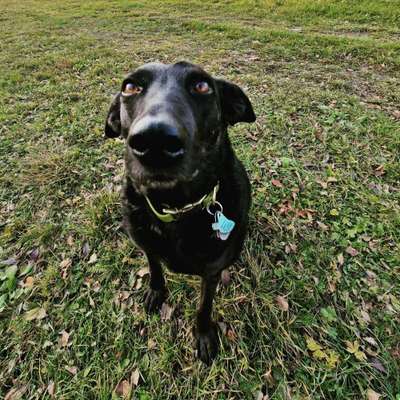 Dogorama Photo Challenge- Der Nase nach-Beitrag-Bild